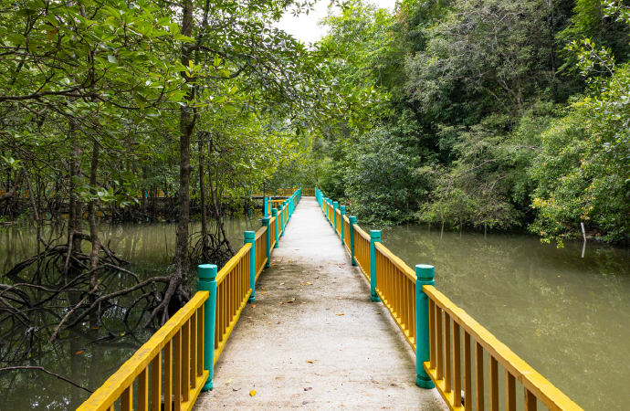 Mangrove tour